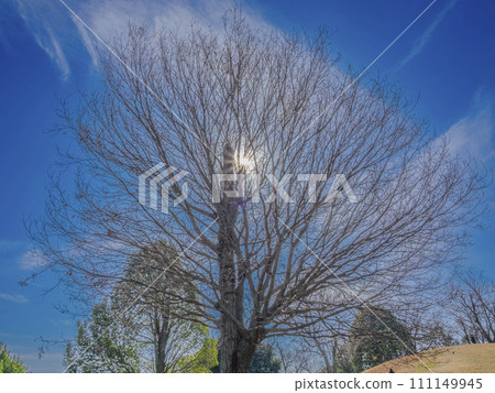 Tree on a sunny winter day 111149945