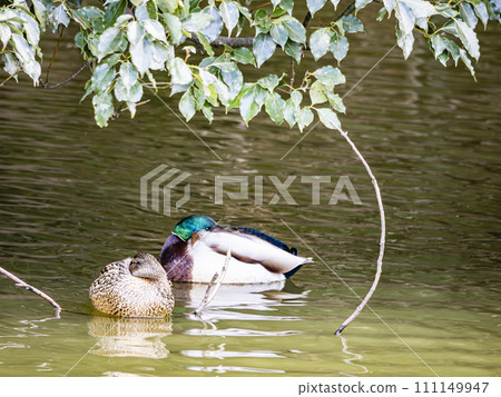 A pair of ducks sleeping in the shade of a tree 111149947