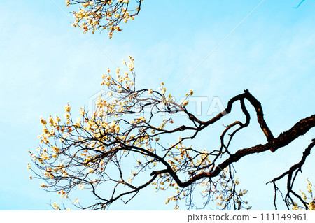 Blue sky: Yushima Tenjin plum festival Blue sky: Yushima Tenjin plum festival 111149961