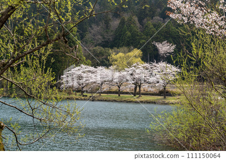 Scenery with cherry blossoms by the lake 111150064