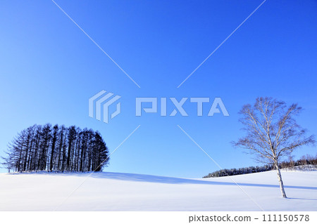 A simple landscape of blue sky, trees, and snowy field A simple landscape of blue sky, trees, and snowy field 111150578
