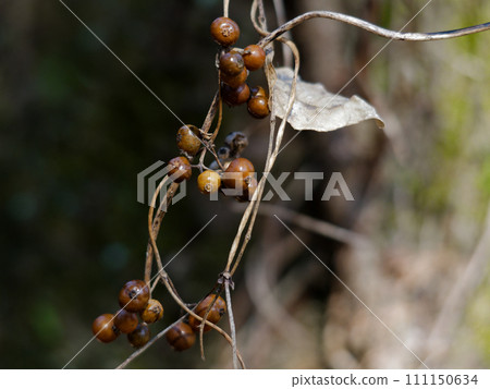茜草科植物 Hexocanaceae 的黃褐色果實 111150634