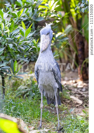 兵庫縣神戶市神戶動物王國中的鯨頭鸛 111150800