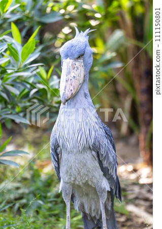 A still shoebill stork, Kobe Animal Kingdom, Kobe City, Hyogo Prefecture 111150801