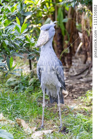 A still shoebill stork, Kobe Animal Kingdom, Kobe City, Hyogo Prefecture 111150802