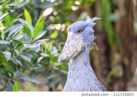 A still shoebill stork, Kobe Animal Kingdom, Kobe City, Hyogo Prefecture A still shoebill stork, Kobe Animal Kingdom, Kobe City, Hyogo Prefecture 111150803