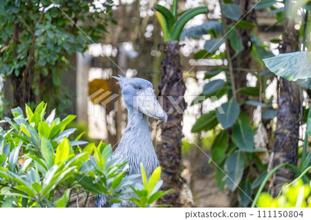 兵庫縣神戶市神戶動物王國中的鯨頭鸛 兵庫縣神戶市神戶動物王國中的鯨頭鸛 111150804