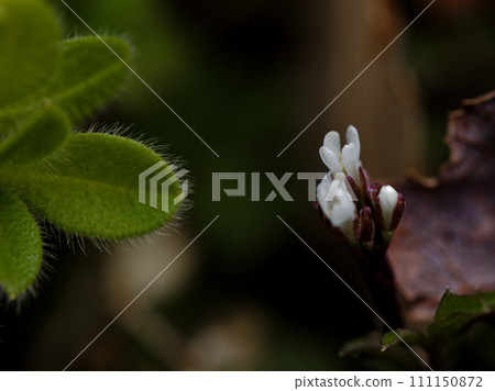 十字花科植物的白花 十字花科植物的白花 111150872