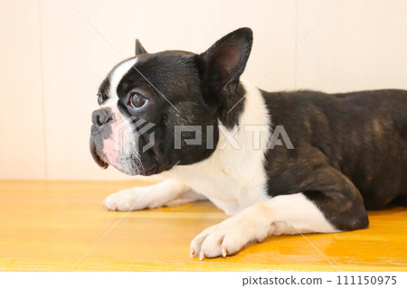 波士頓梗犬 Mighty 臉朝下躺在白色地板上，看起來很可愛♡ 111150975