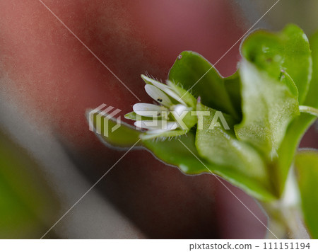 Spring flowers: Chickweed flowers of the Caryophyllaceae family Spring flowers: Chickweed flowers of the Caryophyllaceae family 111151194