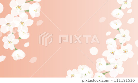 盛開的櫻花背景圖 盛開的櫻花背景圖 111151530