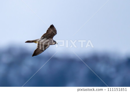 一隻年輕的遊隼在藍山的背景下悠閒地飛翔 111151851