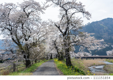 櫻花的風景 111151854