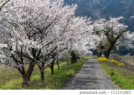穿過盛開的櫻花隧道的道路 111151863
