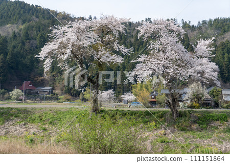河岸上盛開的櫻花 111151864