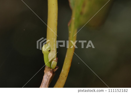Natural plant Abrachan, young winter buds in October. The winter buds, which turn purple as winter progresses, are still green. Natural plant Abrachan, young winter buds in October. The winter buds, which turn purple as winter progresses, are still green. 111152182