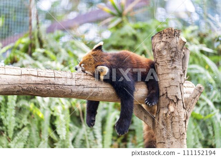 懶惰的小熊貓 神戶動物王國 兵庫縣神戶市 懶惰的小熊貓 神戶動物王國 兵庫縣神戶市 111152194