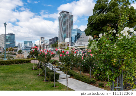 大阪中之島公園玫瑰 111152309