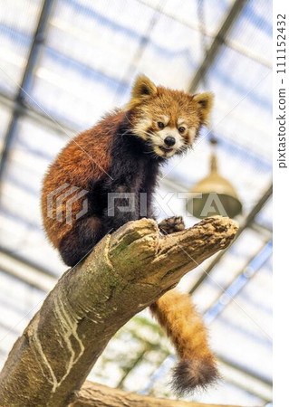 Red panda playing around Kobe Animal Kingdom Kobe City, Hyogo Prefecture Red panda playing around Kobe Animal Kingdom Kobe City, Hyogo Prefecture 111152432