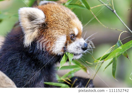 Profile of a red panda, Kobe Animal Kingdom, Kobe City, Hyogo Prefecture 111152742