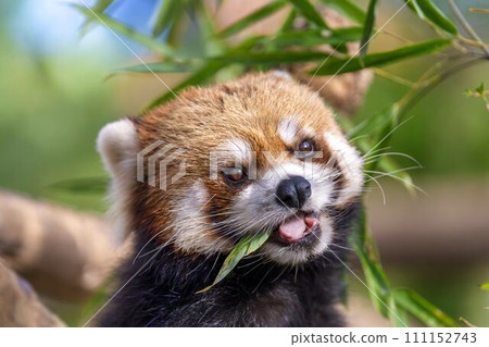 Red panda eating bamboo Kobe Animal Kingdom Kobe City, Hyogo Prefecture Red panda eating bamboo Kobe Animal Kingdom Kobe City, Hyogo Prefecture 111152743