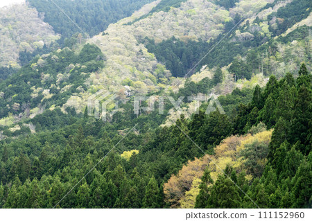 美麗的新鮮綠色山面和杉山 111152960