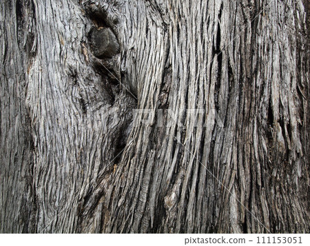 Close-up of brown tree bark with long crackly lines 111153051