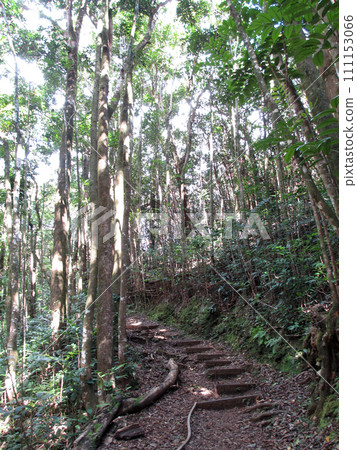 stair like steps on upward path on Tantalus Mountain 111153066