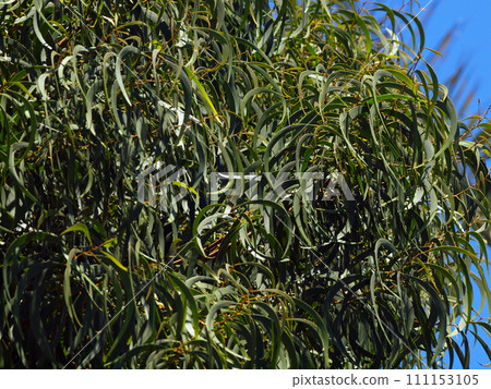 Close up of Acacia Koa Leafs, a native Hawaiian plant of the Oahu island 111153105