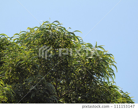 Curved Koa Leafs and Blue sky 111153147