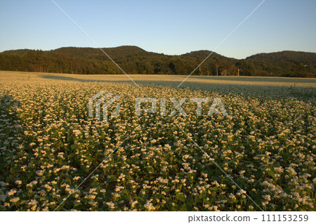 Soba flower field in full bloom against a clear blue sky 111153259