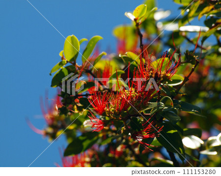 Red Ohi'a Flowers in bloom on branch of tree 111153280