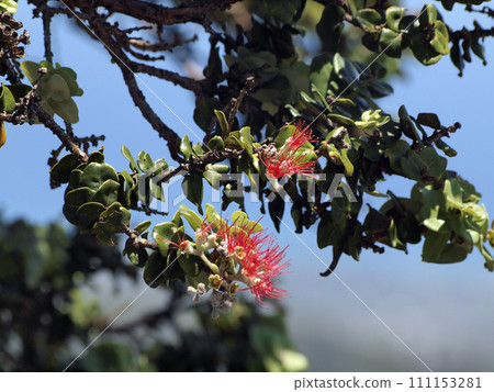 Red Ohi'a Flowers in bloom on branch of tree Red Ohi'a Flowers in bloom on branch of tree 111153281
