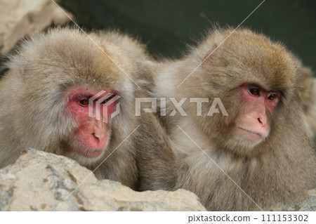 Monkeys relaxing at Jigokudani Monkey Park 111153302