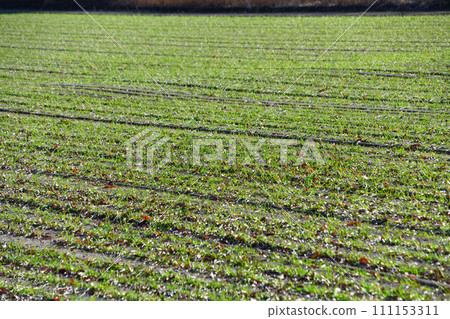 冬麥田耐寒，嫩芽發芽 111153311