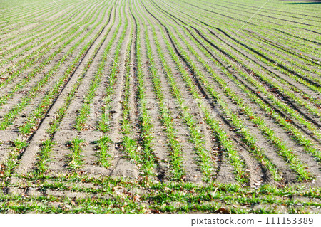 Winter wheat field withstands the cold, young sprouts Winter wheat field withstands the cold, young sprouts 111153389