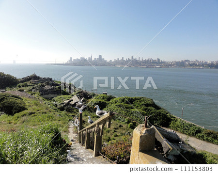 Western Gulls rest on broken railing on Alcatraz Island with San Francisco in the distance Western Gulls rest on broken railing on Alcatraz Island with San Francisco in the distance 111153803