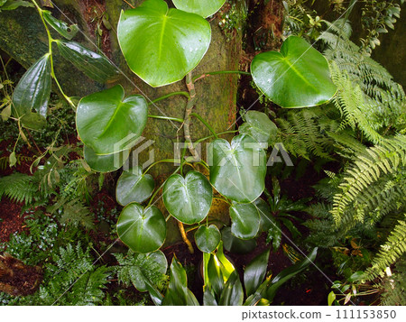 Vine grows on truck of tree surrounded by ferns 111153850