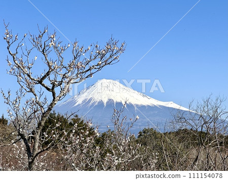 Plum blossoms and Mt. Fuji Plum blossoms and Mt. Fuji 111154078