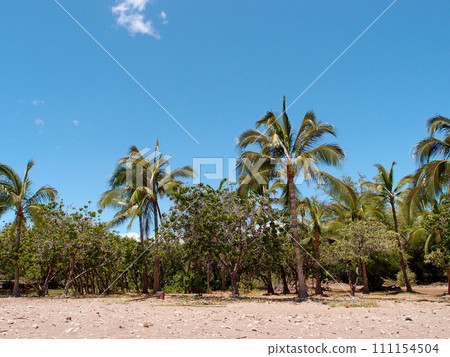 Empty Beach with Coconut and other trees Empty Beach with Coconut and other trees 111154504