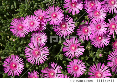 Matsubagiku花 111154611