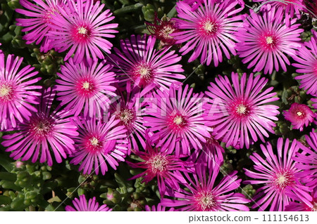 Matsubagiku flower 111154613