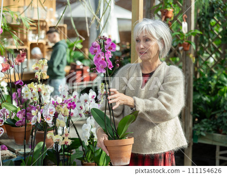 Elderly woman chooses orchids in flower shop 111154626