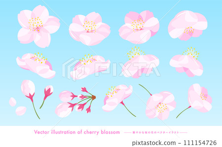 A set of realistic and cute vector illustrations of cherry blossom petals and cherry blossoms in full bloom. 111154726