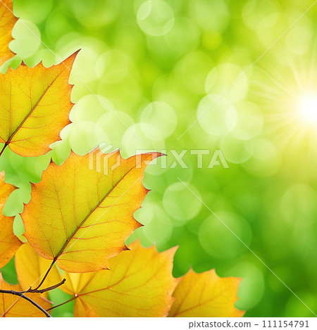 Close up beautiful maple leaves in autumn sunny day. in foreground and blurry background.AI-generated item 111154791