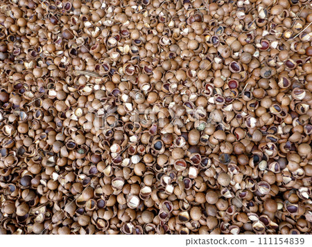 macadamia nuts cracked shells macadamia nuts cracked shells 111154839