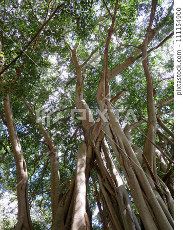 Arbor of old banyan tree Arbor of old banyan tree 111154900