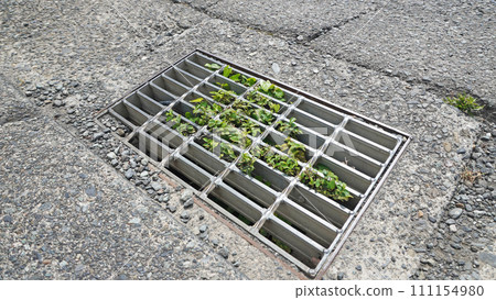 雜草從U型槽的格柵探出頭來 雜草從U型槽的格柵探出頭來 111154980