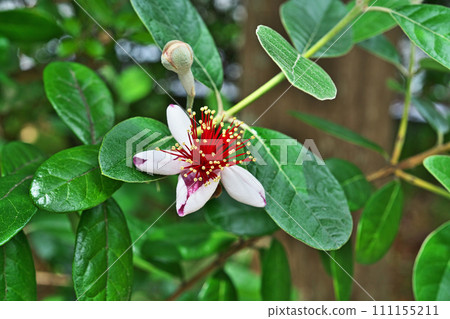 Feijoa flowers with prominent red stamens (spring, May) 111155211