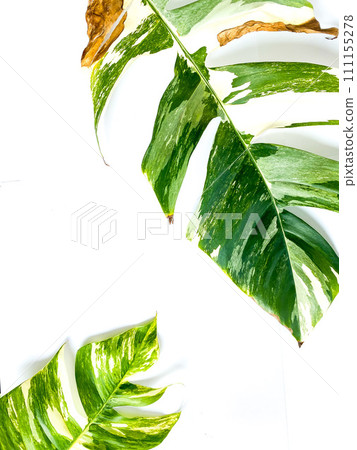 Epipremnum Pinnatum Variegate Leave on the white background Epipremnum Pinnatum Variegate Leave on the white background 111155278